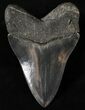 Collector Quality Megalodon Tooth - Georgia #20815-2